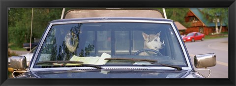 Framed Close-up of two dogs in a pick-up truck, Main Street, Talkeetna, Alaska, USA Print