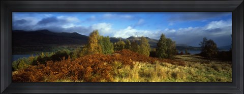 Framed Trees in a field, Loch Tay, Scotland Print
