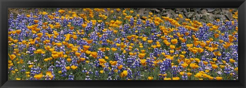 Framed California Golden Poppies (Eschscholzia californica) and Bush Lupines (Lupinus albifrons), Table Mountain, California, USA Print