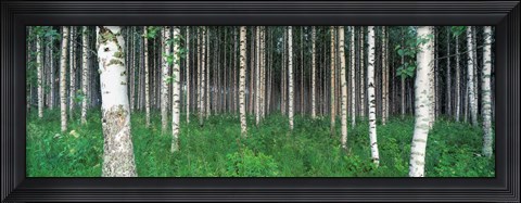 Framed Birch Forest, Punkaharju, Finland Print