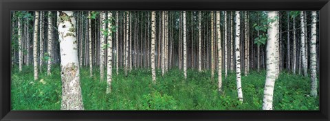 Framed Birch Forest, Punkaharju, Finland Print