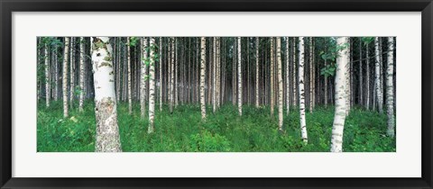 Framed Birch Forest, Punkaharju, Finland Print