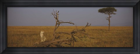 Framed African cheetah (Acinonyx jubatus jubatus) sitting on a fallen tree, Masai Mara National Reserve, Kenya Print