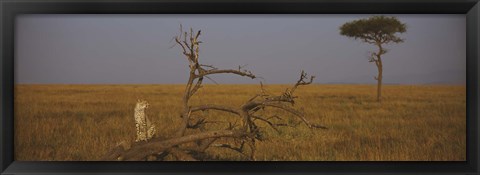 Framed African cheetah (Acinonyx jubatus jubatus) sitting on a fallen tree, Masai Mara National Reserve, Kenya Print