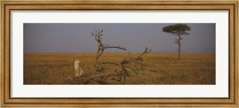 Framed African cheetah (Acinonyx jubatus jubatus) sitting on a fallen tree, Masai Mara National Reserve, Kenya Print