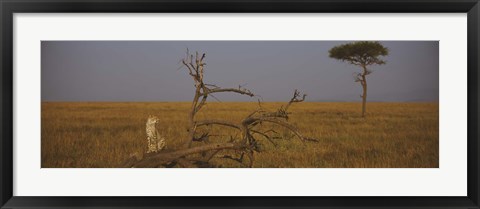 Framed African cheetah (Acinonyx jubatus jubatus) sitting on a fallen tree, Masai Mara National Reserve, Kenya Print