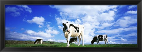 Framed Cows In Field, Lake District, England, United Kingdom Print