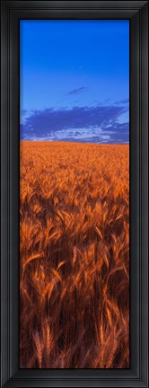 Framed Wheat Field WA Print