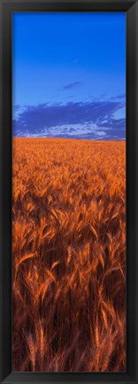 Framed Wheat Field WA Print