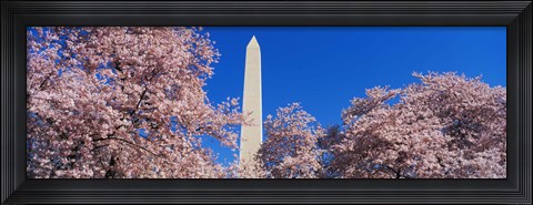 Framed Cherry Blossoms Washington Monument Print