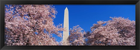 Framed Cherry Blossoms Washington Monument Print