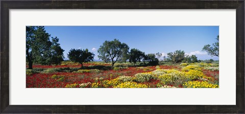 Framed Poppy Meadow with Almond Trees, Majorca, Spain Print