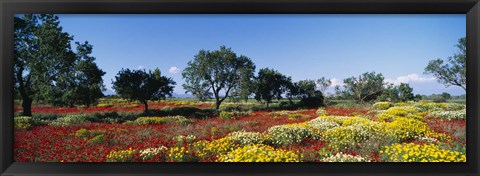 Framed Poppy Meadow with Almond Trees, Majorca, Spain Print