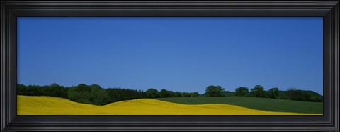 Framed Trees on a rape field, Germany Print