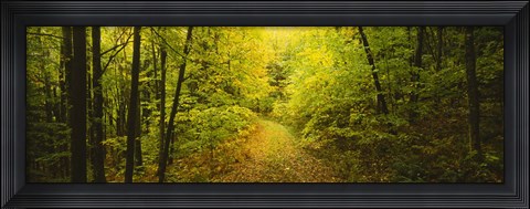 Framed Dirt road passing through a forest, Vermont, USA Print
