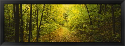 Framed Dirt road passing through a forest, Vermont, USA Print