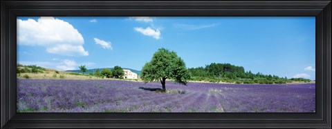 Framed Lavender Field Provence France Print