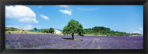 Framed Lavender Field Provence France Print