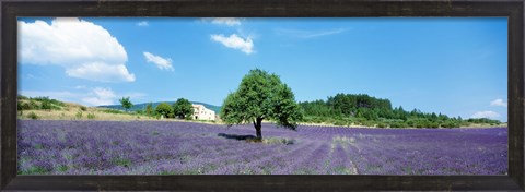 Framed Lavender Field Provence France Print