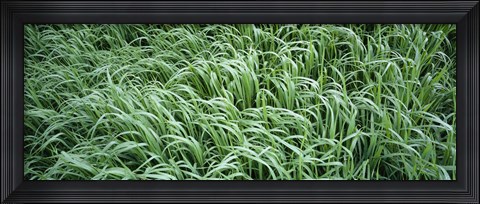 Framed High angle view of grass, Montana, USA Print