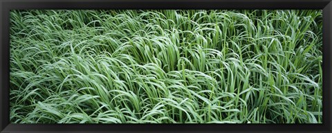 Framed High angle view of grass, Montana, USA Print