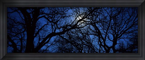 Framed Silhouette of Oak trees, Texas, USA Print