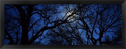 Framed Silhouette of Oak trees, Texas, USA Print