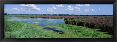 Framed Tall grass in a lake, Finger Lakes, Montezuma National Wildlife Refuge, New York State, USA Print