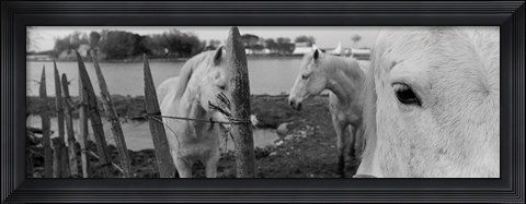 Framed Horses, Camargue, France Print