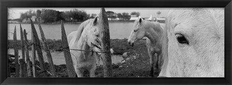 Framed Horses, Camargue, France Print