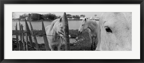 Framed Horses, Camargue, France Print