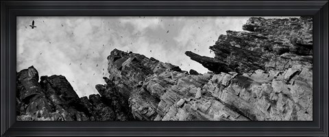 Framed Birds Nesting In Cliffs, Norway Print