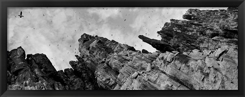 Framed Birds Nesting In Cliffs, Norway Print