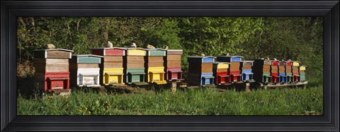 Framed Row of beehives, Switzerland Print