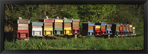 Framed Row of beehives, Switzerland Print