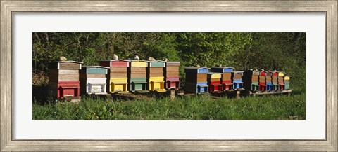 Framed Row of beehives, Switzerland Print