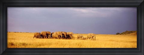 Framed Elephant Herd, Maasai Mara Kenya Print