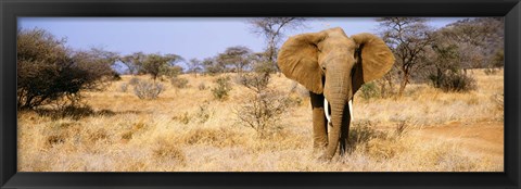 Framed Elephant, Somburu, Kenya, Africa Print
