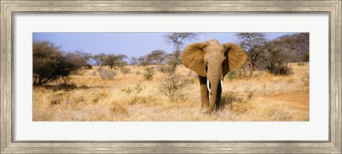 Framed Elephant, Somburu, Kenya, Africa Print