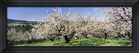 Framed Cherry Orchard, Oregon, USA Print
