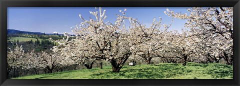 Framed Cherry Orchard, Oregon, USA Print