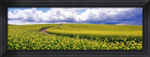 Framed Road, Canola Field, Washington State, USA Print