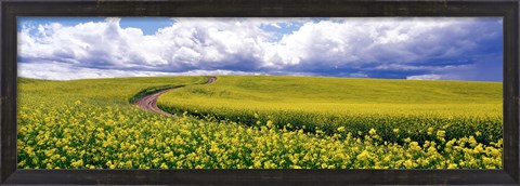 Framed Road, Canola Field, Washington State, USA Print