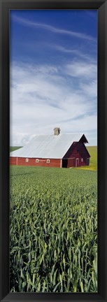 Framed Barn in a wheat field, Washington State (vertical) Print