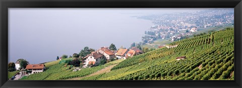 Framed Vineyards, Lausanne, Lake Geneva, Switzerland Print