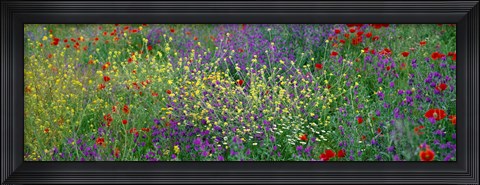 Framed Wildflowers El Escorial Spain Print