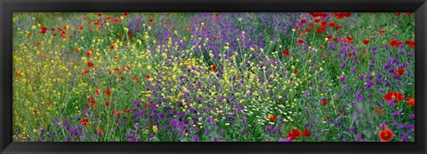 Framed Wildflowers El Escorial Spain Print