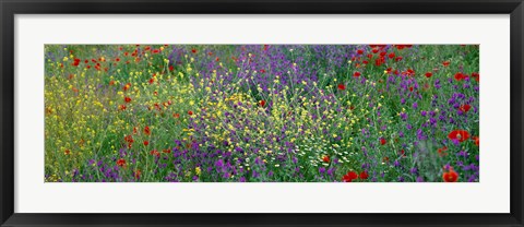 Framed Wildflowers El Escorial Spain Print