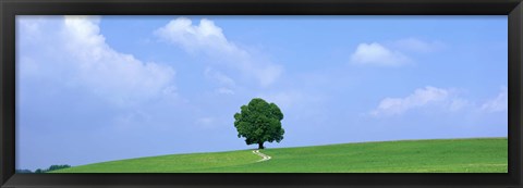 Framed Lone Tree on Hilltop Salzkammergut Austria Print