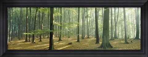 Framed Woodlands near Annweiler Germany Print